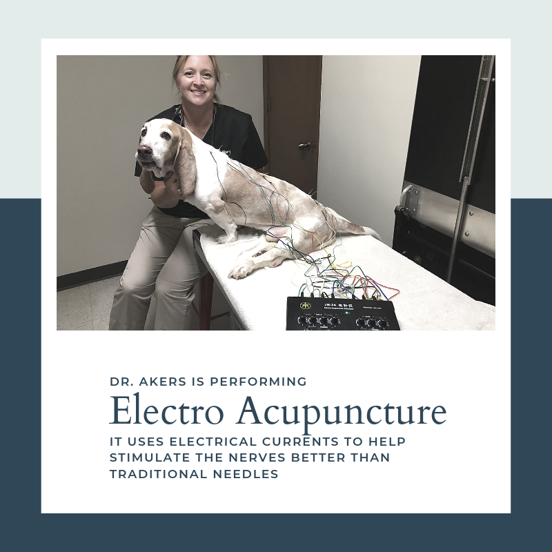 Alternative Medicine at University Veterinary Care Center, Topeka Kansas